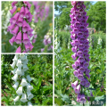 Asian garden indoesnisa Common Foxglove seeds flower seeds for growing